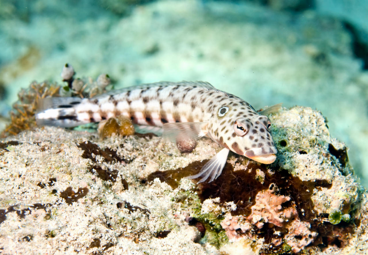 Parapercis clathrata